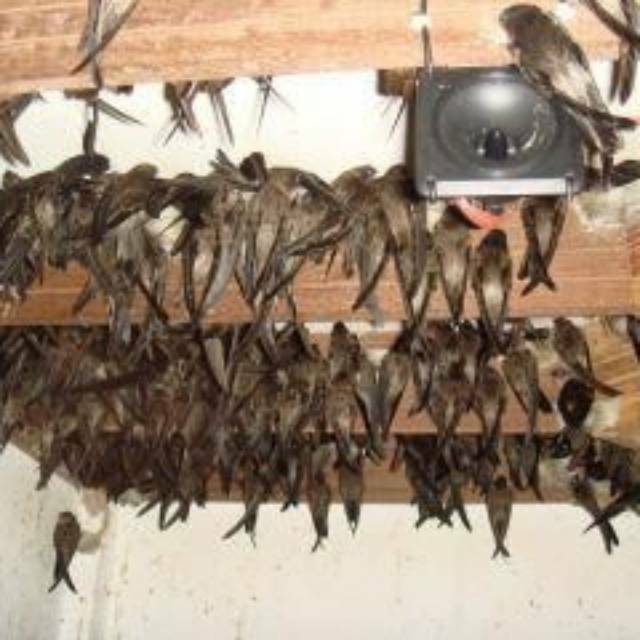 Paket 2 Suara Burung Walet Super + Bonus