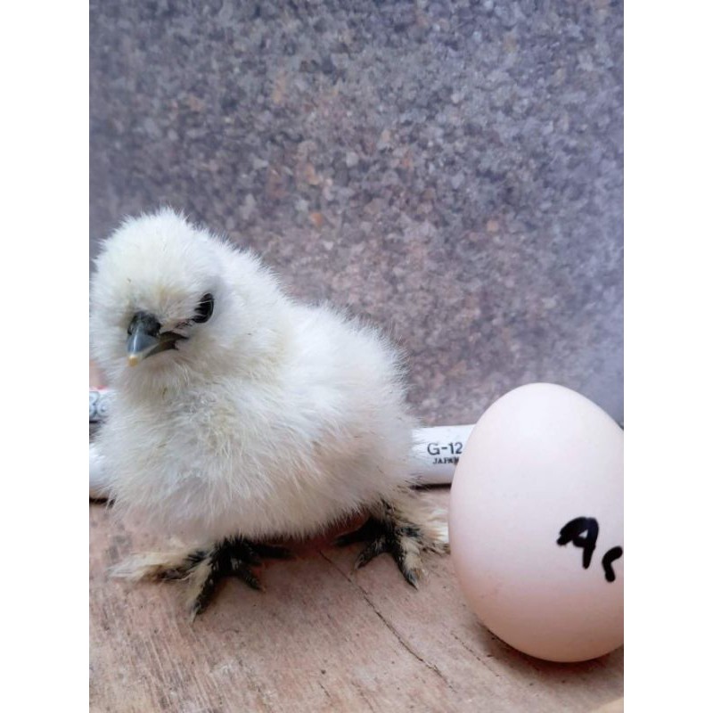 Telur Fertil Ayam Hias American Silkie (Tetasan) - AMS020596-001