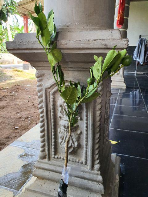 Bibit Jeruk Lemon California Berbunga