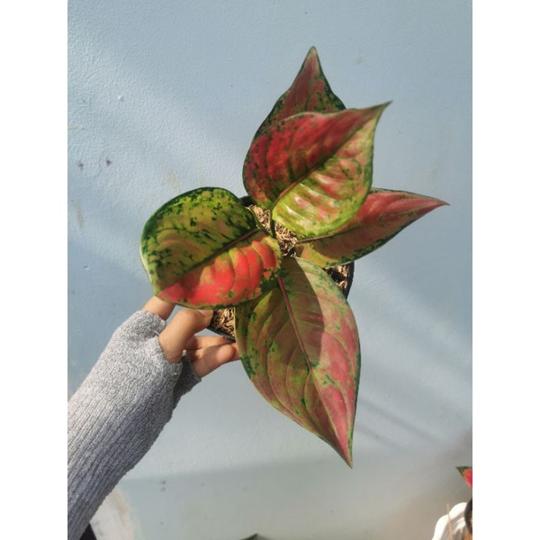 Aglaonema Red hengheng