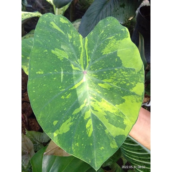 colocasia lime gecko