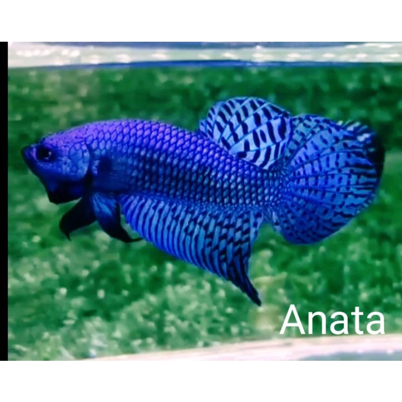 Ikan Cupang Hybrid Alien Blue