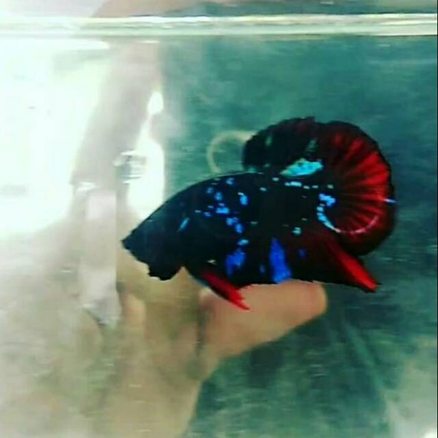 Ikan Cupang Betta Fish Gordon Avatar Grade A Shopee Indonesia