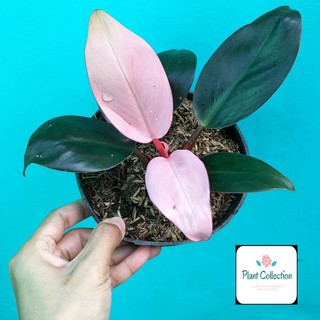  TANAMAN HIAS PHILODENDRON PINK  CONGO Shopee Indonesia