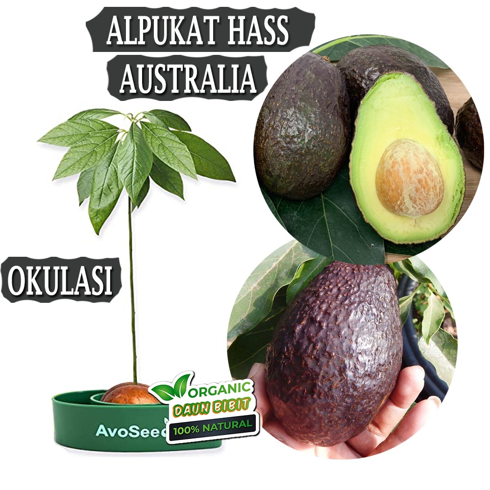 Bibit Alpukat Hass Okulasi Cepat Berbuah (Tabulampot)