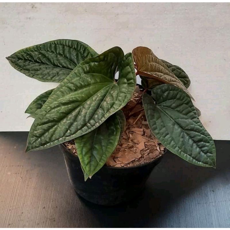 Anthurium radicans / Anthurium sirih