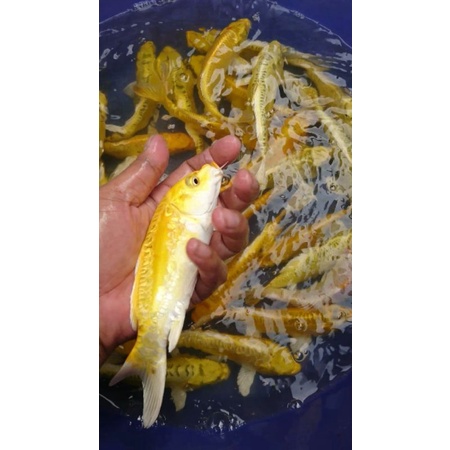 ikan koi ogon, platinum