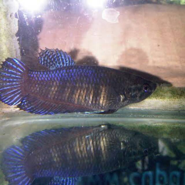 Ikan cupang bagan betina 10 ekor