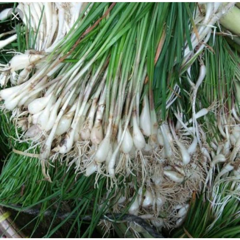 

kuncai segar 100g