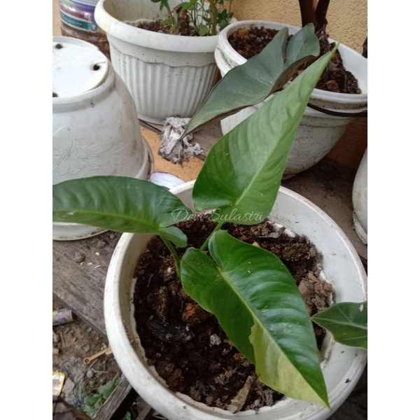 Homalomena Varigata