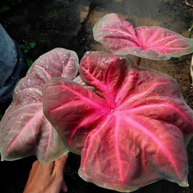 TANAMAN HIAS CALADIUM NOGO GENI KELADI NOGOGENI