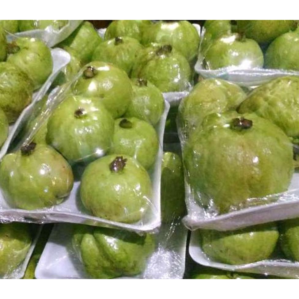 STOK READY PAKET  MERDEKA BIBIT 5 JENIS -JAMBU AIR MADU MERAH - JAMBU MADU DELI - JAMBU KRISTAL -