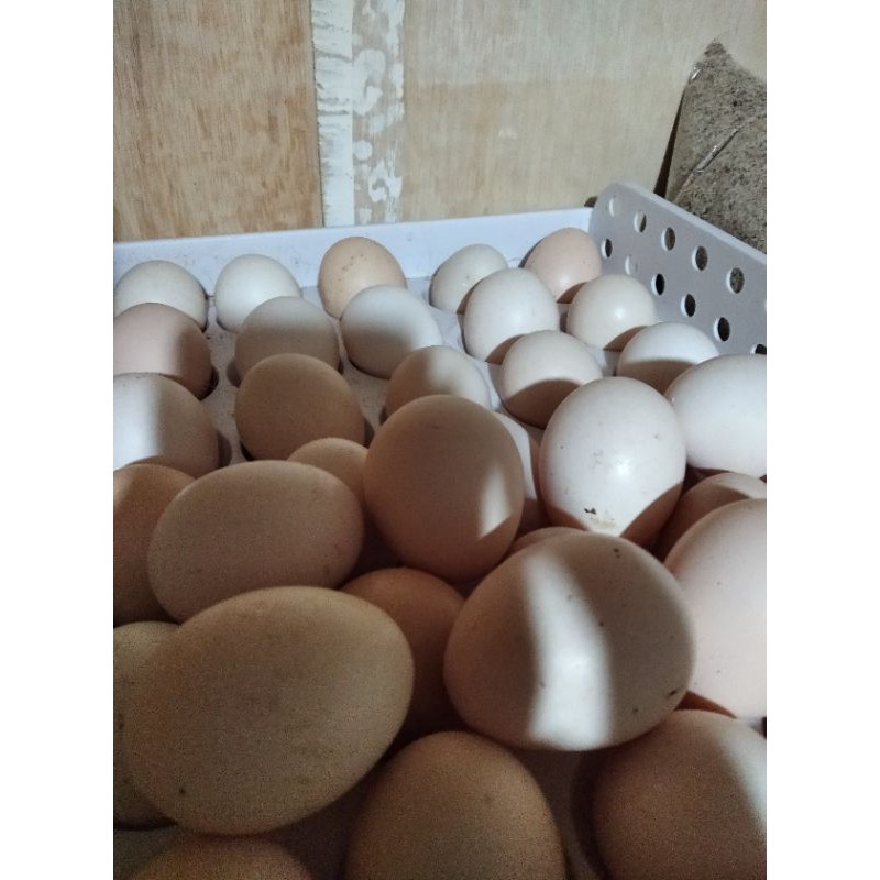 

TELUR AYAM BANGKOK FERTIL TERAH JUARA PER BUTIR