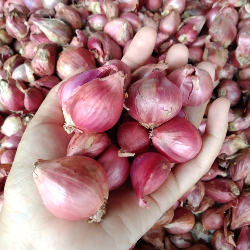 

Bawang Merah Asli Kintamani Bali