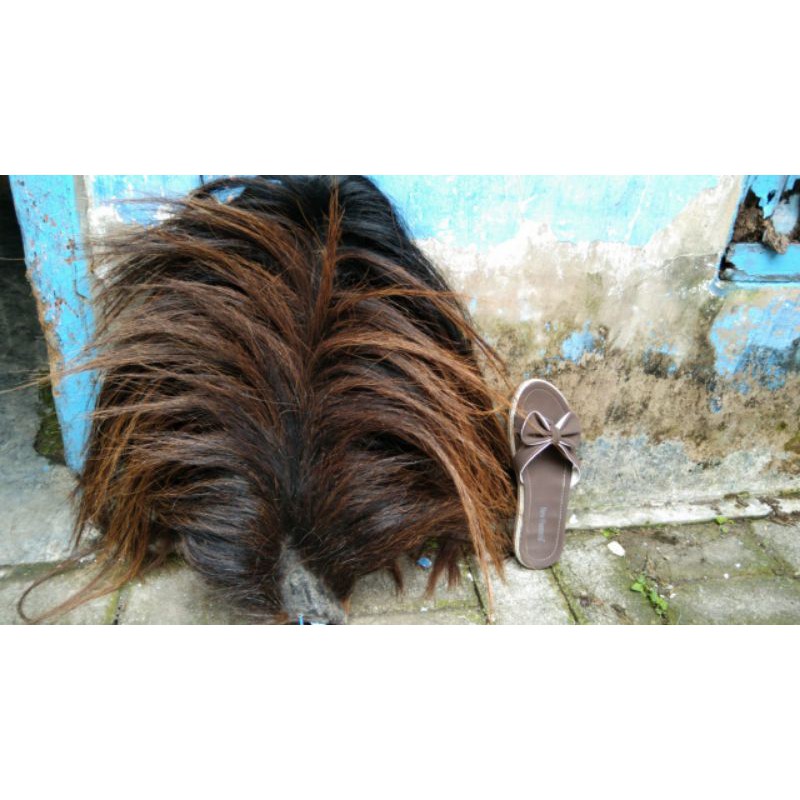 rambut ekor kuda.buntut jaran gubat jaran