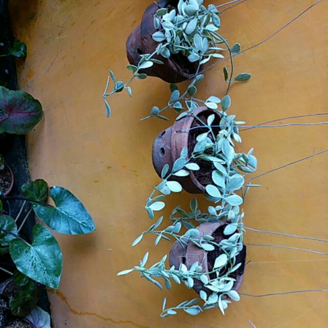 Dischidia variegata