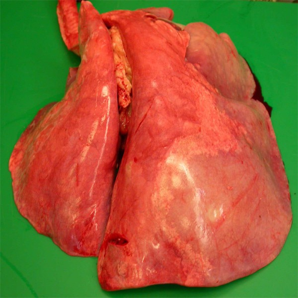 

Paru Sapi Segar (Fresh Beef Lungs)