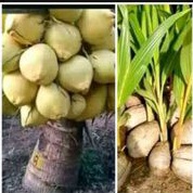 Bibit Kelapa Hibrida Kuning  kelapa hibrida kuning  3- 4 tahun berbuah