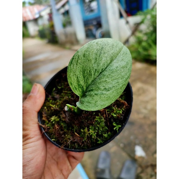 scindapsus moonlight varigata marble (daun 1 cutingan)