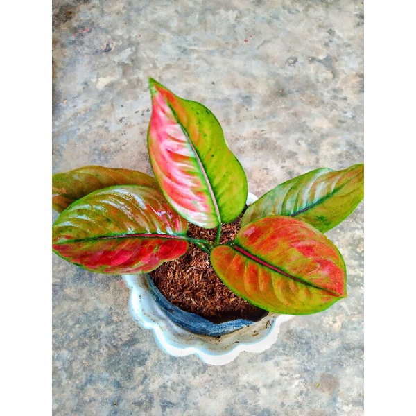 Aglonema ayunindi lokal remaja