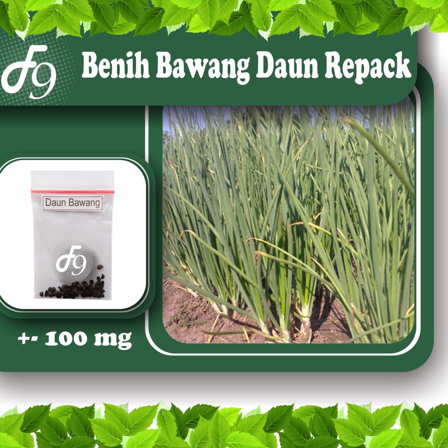 Benih Bibit Bawang Daun Murah Repack Seribuan