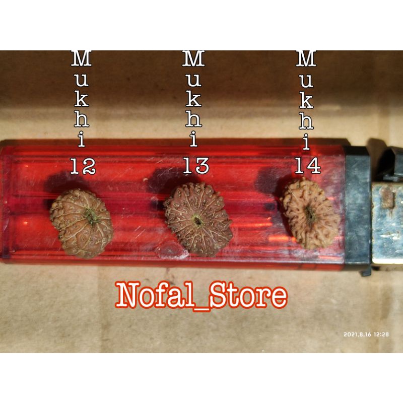 JENITRI RUDRAKSHA 1 PAKET ( MUKHI 12-13-14 )