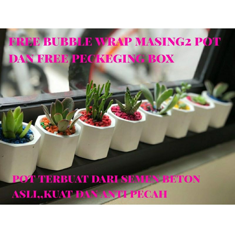 Grosir pot semen minimalis kaktus sekulen bandung