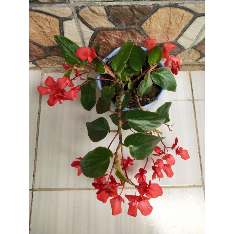 Jual BUNGA TANAMAN HIAS HIDUP BEGONIA DAUN HIJAU WARNA BUNGA MERAH | Shopee  Indonesia