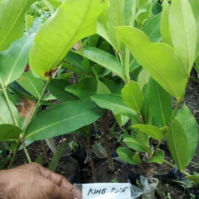 Bibit jambu air king rose