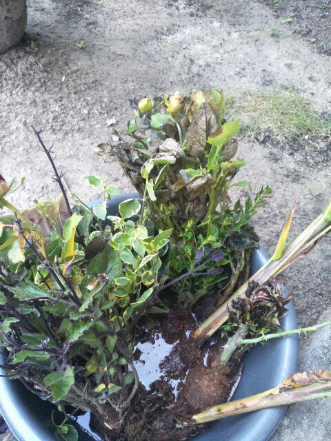 Tanaman Hias Bunga Mona Lavender