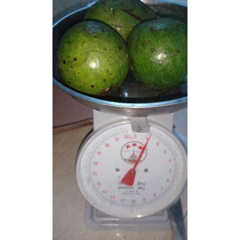 

Alpukat Mentega Samosir Ganda Segar dan Sehat per 1 kg