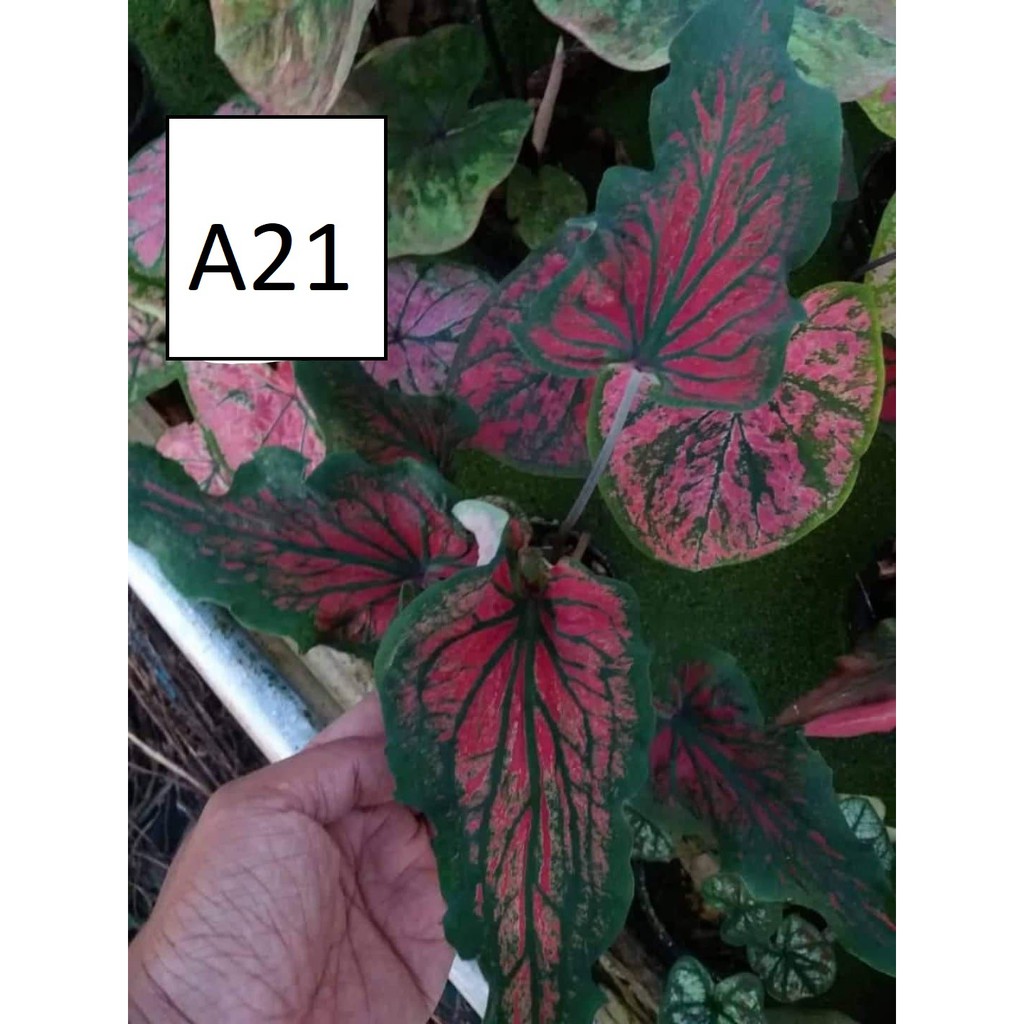 Umbi Caladium Keladi Import Thailand No A21 Shopee Indonesia