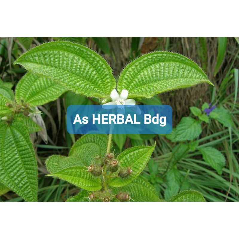 

Paket 250 gram daun senggani senduduk atau harendong bulu segar-az