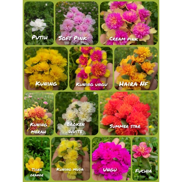 Paket bibit bunga krokot import jambul 12 warna mosrose portulaca