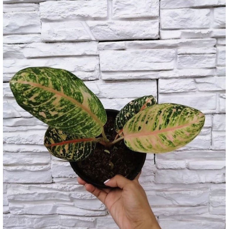 AGLAONEMA DONACARMEN MUTASI