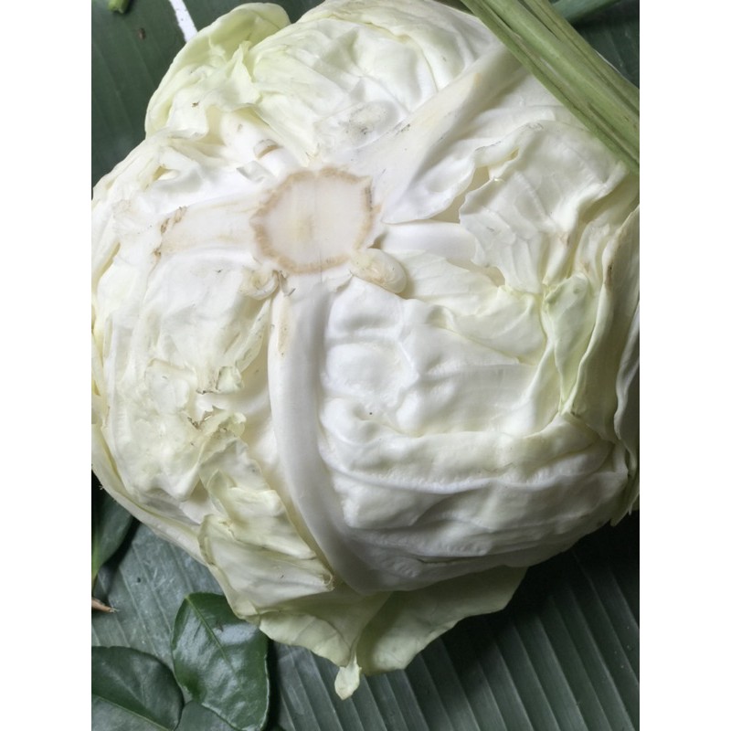 

(SAYUR SEGAR DEPOK) Kol - 500Gram