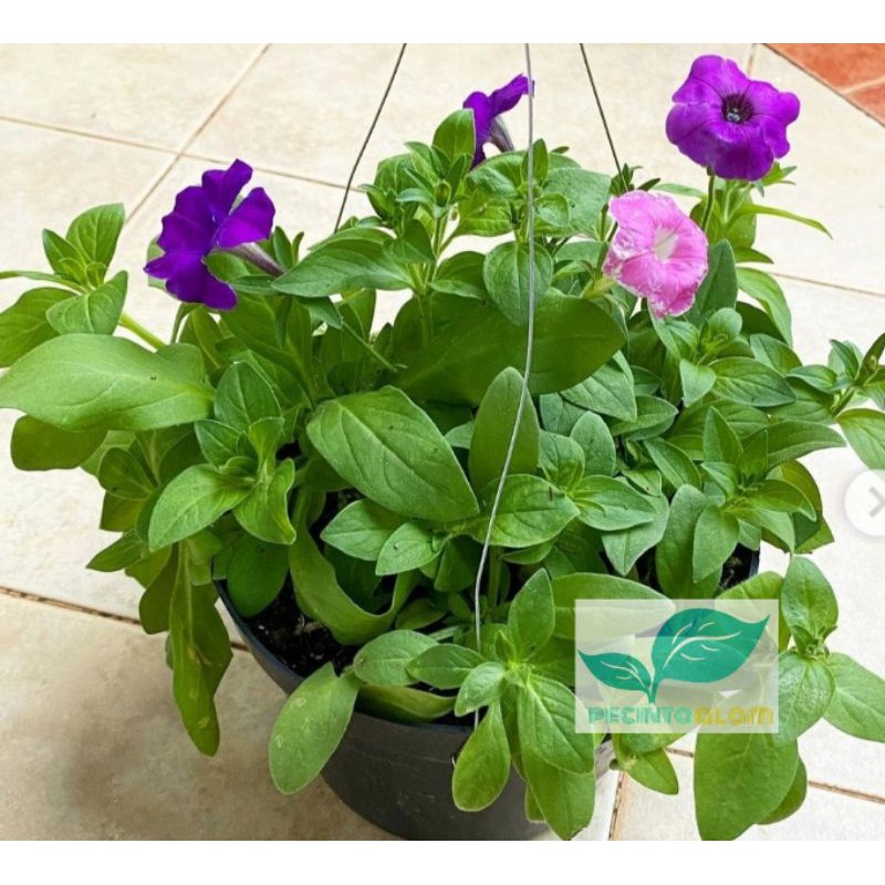 Bibit bunga petunia/Tanaman hias bunga petunia