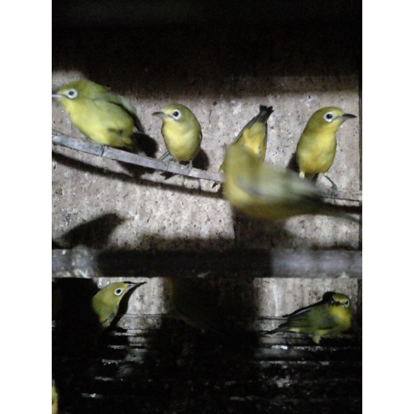 burung pleci dakun bali bahan pilihan jantan/betina