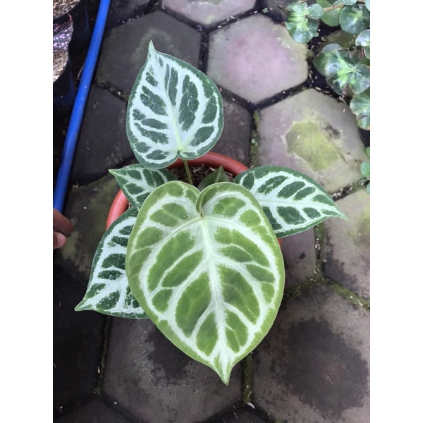 anthurium Dorayaki X silver cakep rosette
