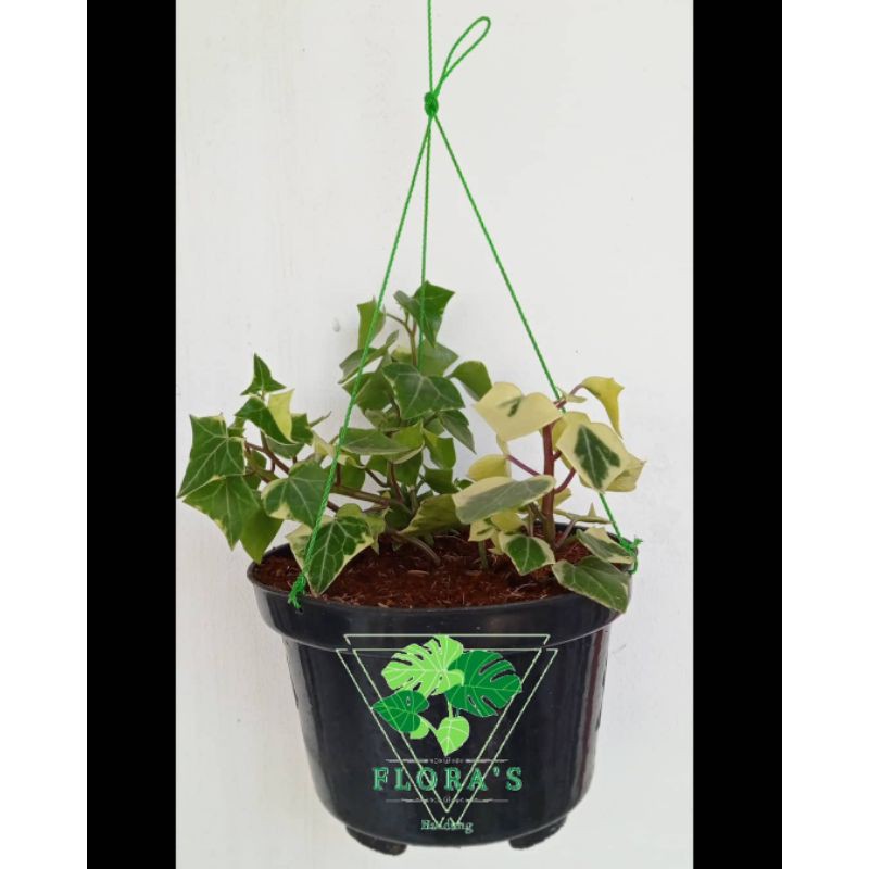 English Ivy Variegata Daun Tebal