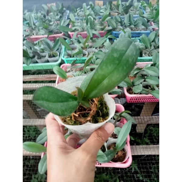 Anggrek bulan #seedling#paket murah