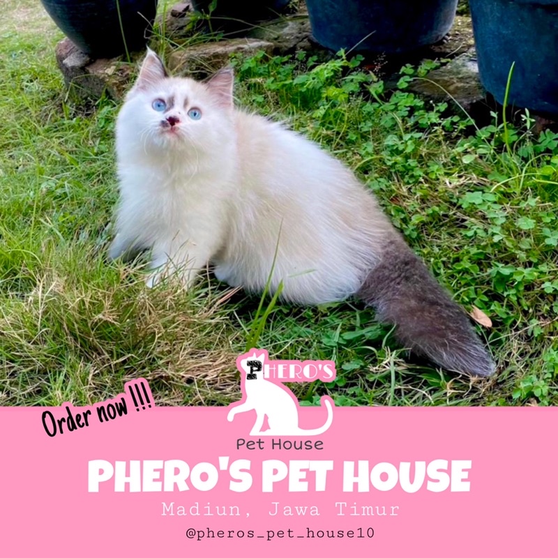 Kucing Persia motif Ragdoll #pherospethouse #pheros_pet_house Pheros Pet House