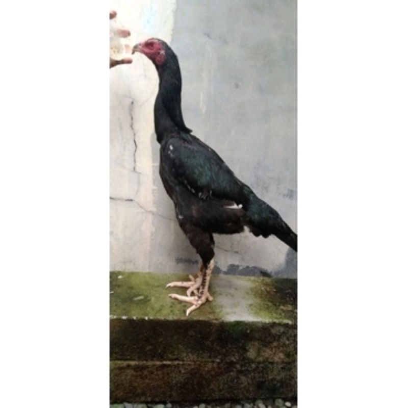 Ayam betina Pakhoy line whiteking siap produksi usia 7 bulan