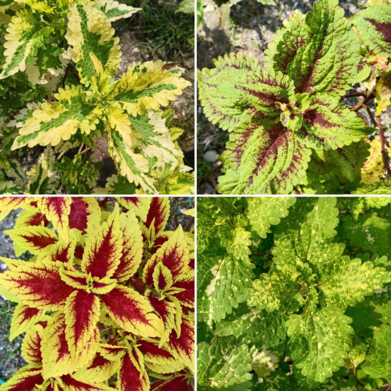 Miana Premium Import 2