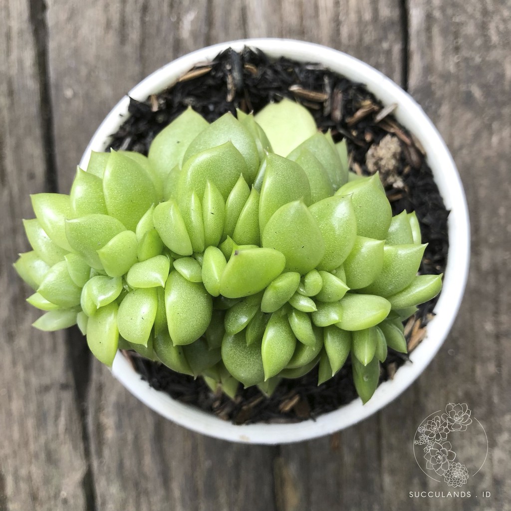 Sukulen RARE - Echeveria Agavoides Cristata | Sukulen + Pot Putih + Media Tanam Succulands.id