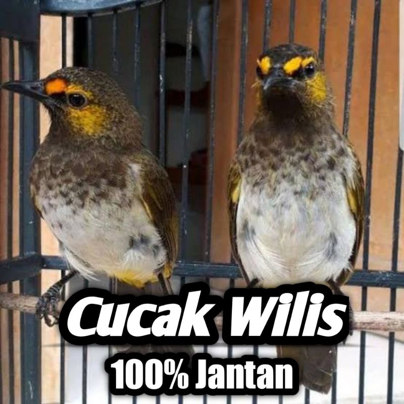 Burung Cucak Wilis Jantan Bagus Bunyi Rawatan Bukan Cucak ijo Banyuwangi