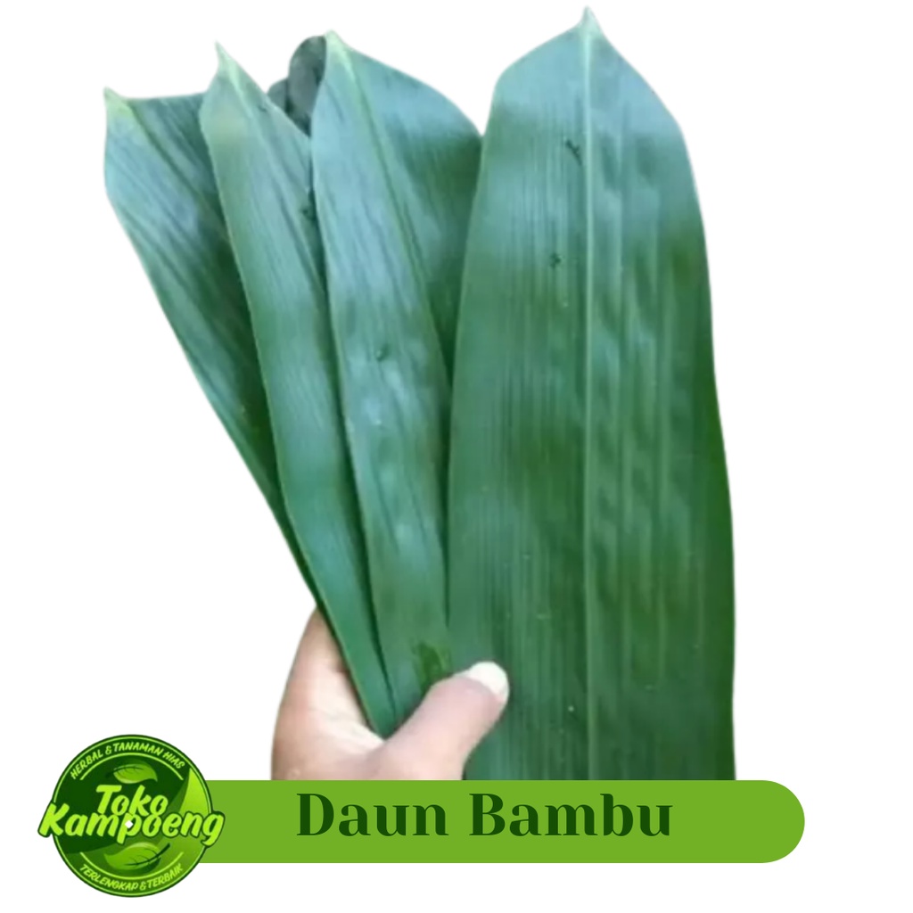 

Murah Daun Bambu Segar Khusus Bakcang Daun Lebar Harga Satuan - Pembungkus makanan