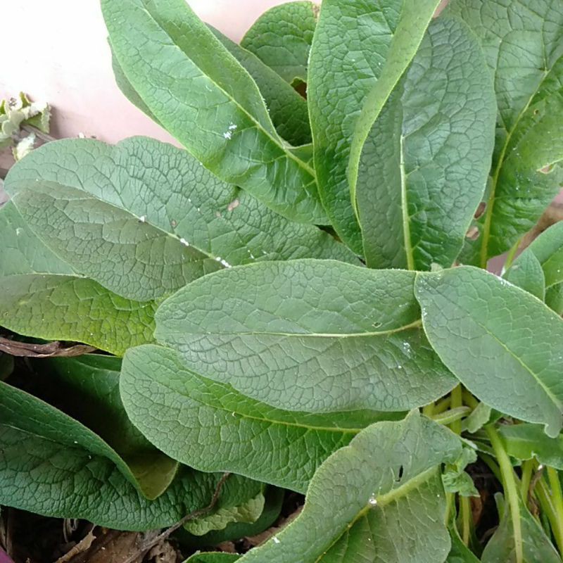 

Kompri / Komfrey / Comfrey / komfre tanaman Obat minim order 2 pohon@