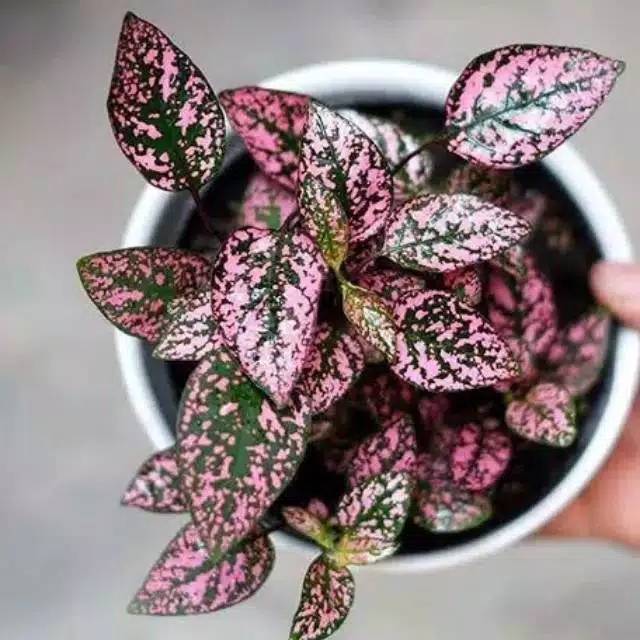 Tanaman hias hipoestes polkadot pink