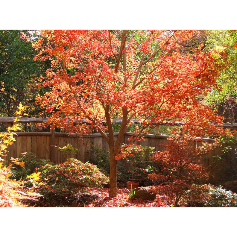Biji Shantung Maple Tree - Bibit Tanaman Pohon Shantung Maple - Pohon Maple Shantung - COD